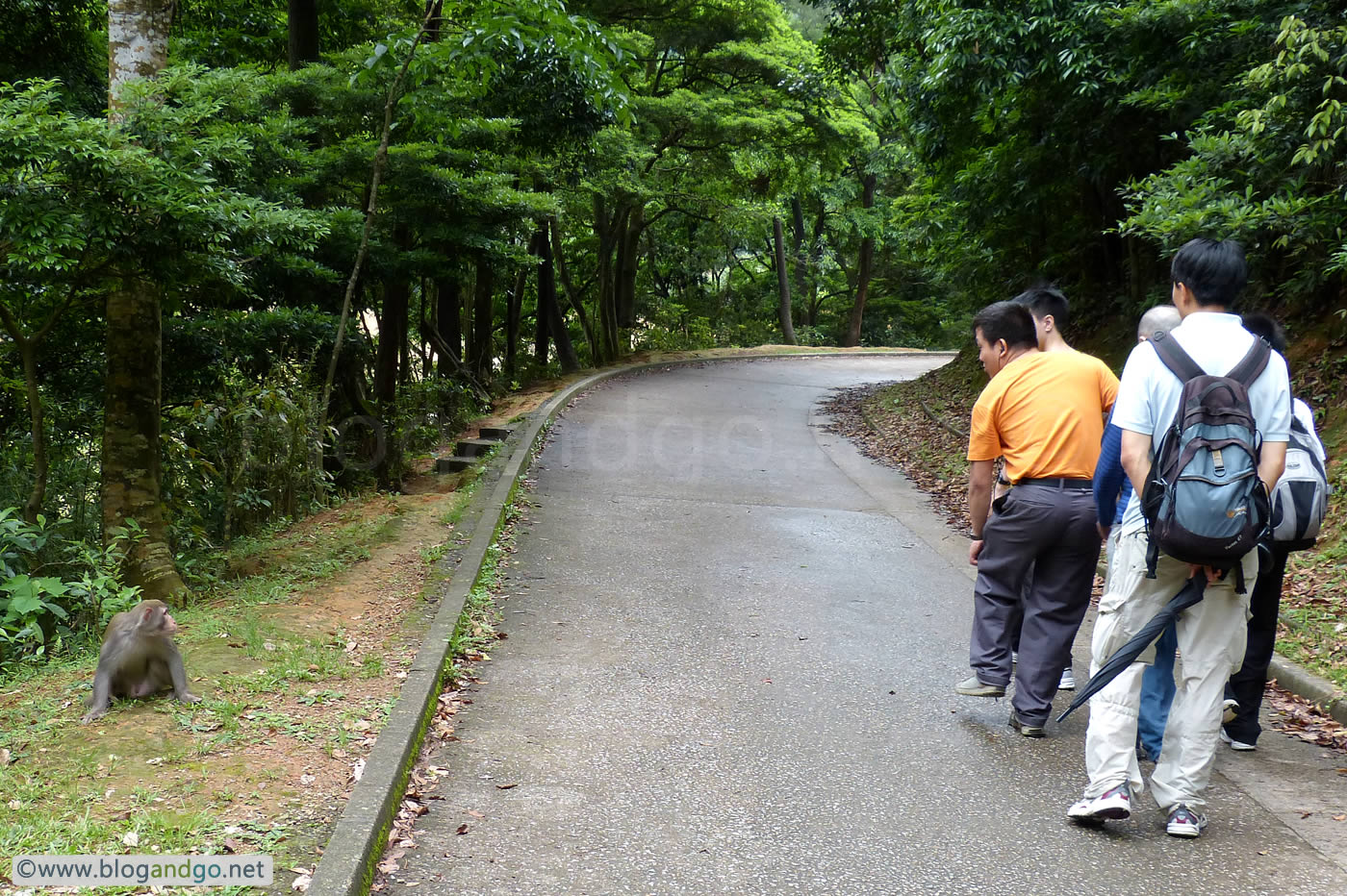 Shing Mun Reservoir - Macaques Roam the Area